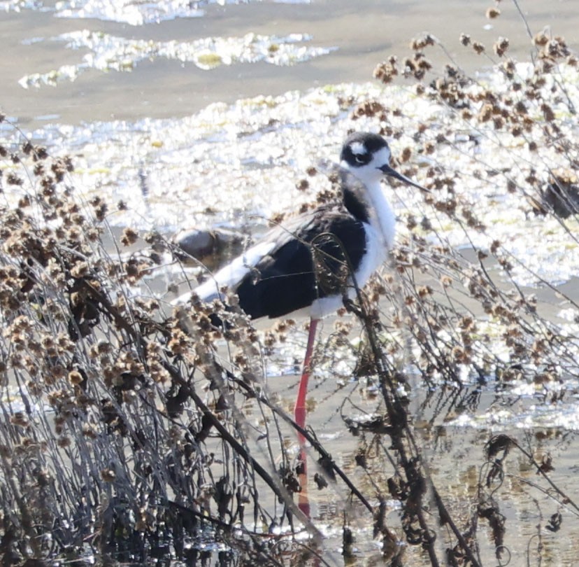 Black-necked Stilt - Diane Etchison