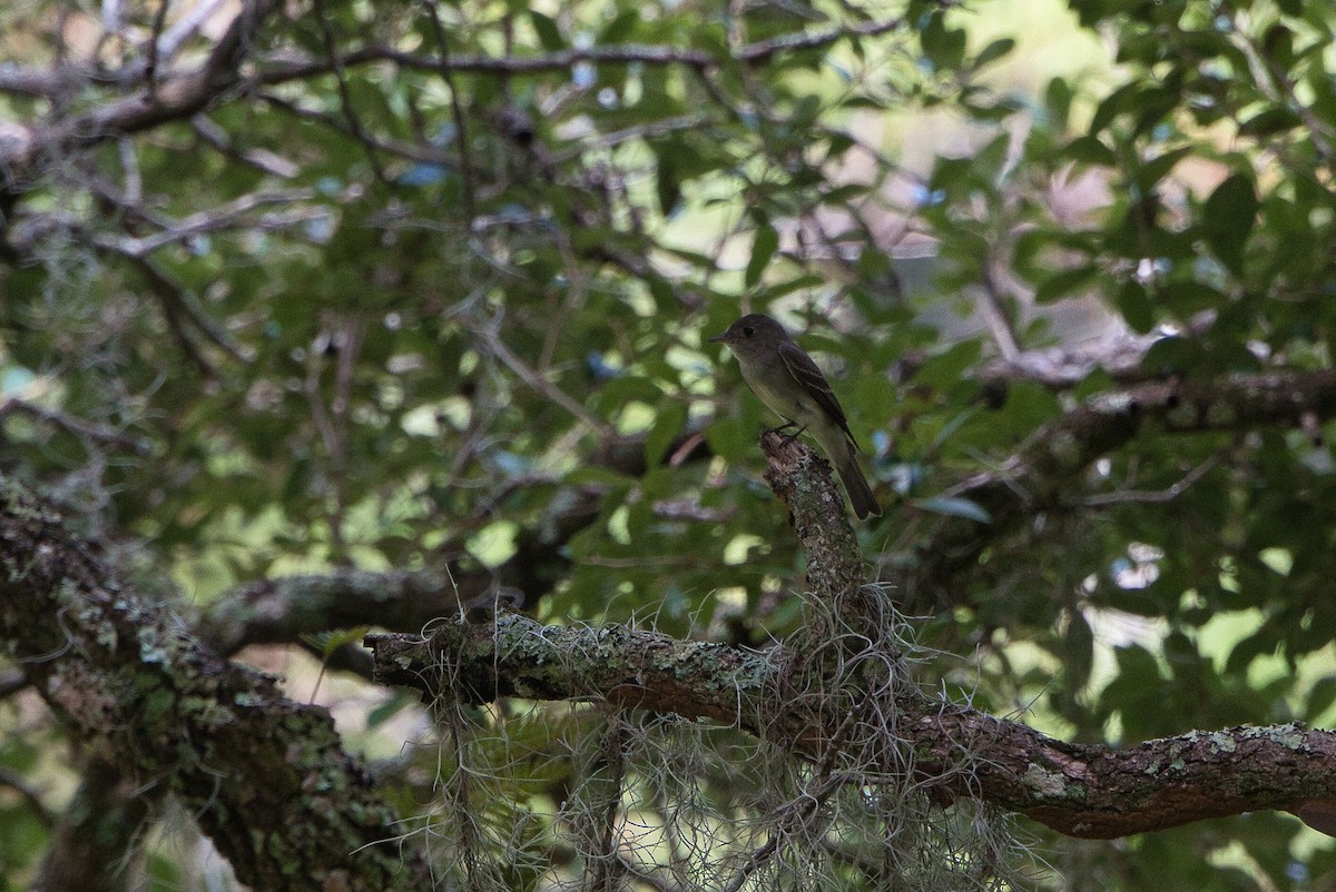 Eastern Wood-Pewee - ML622158844