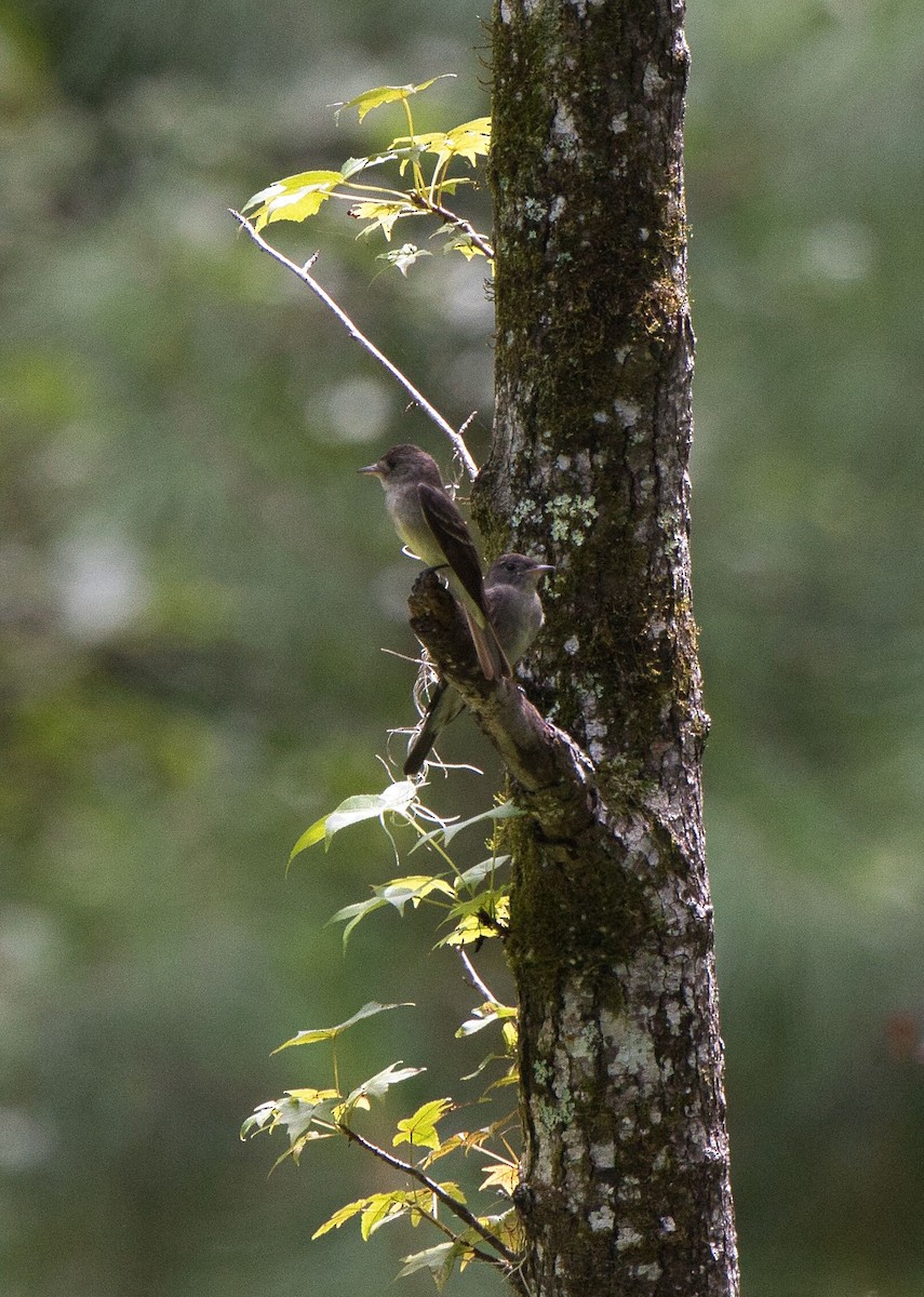 Eastern Wood-Pewee - ML622158845