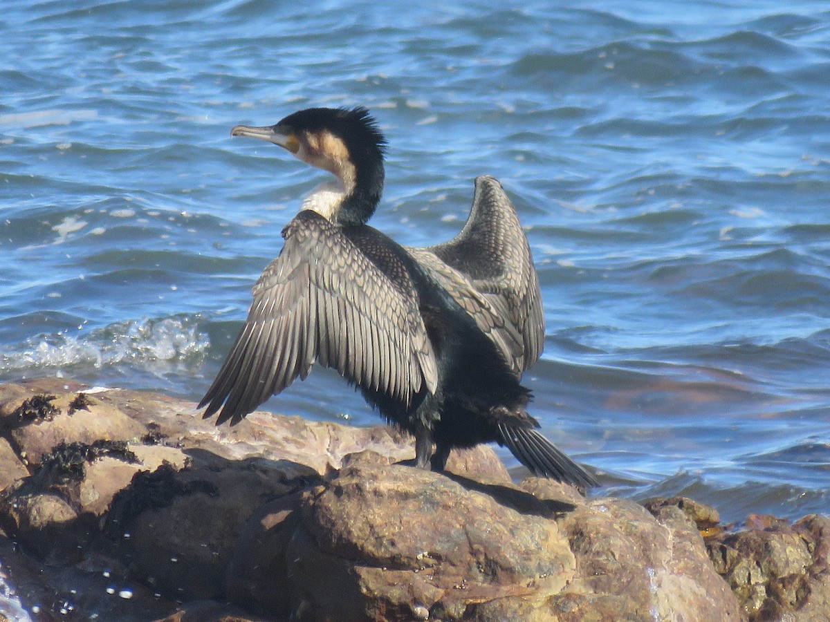 Great Cormorant - ML622158846