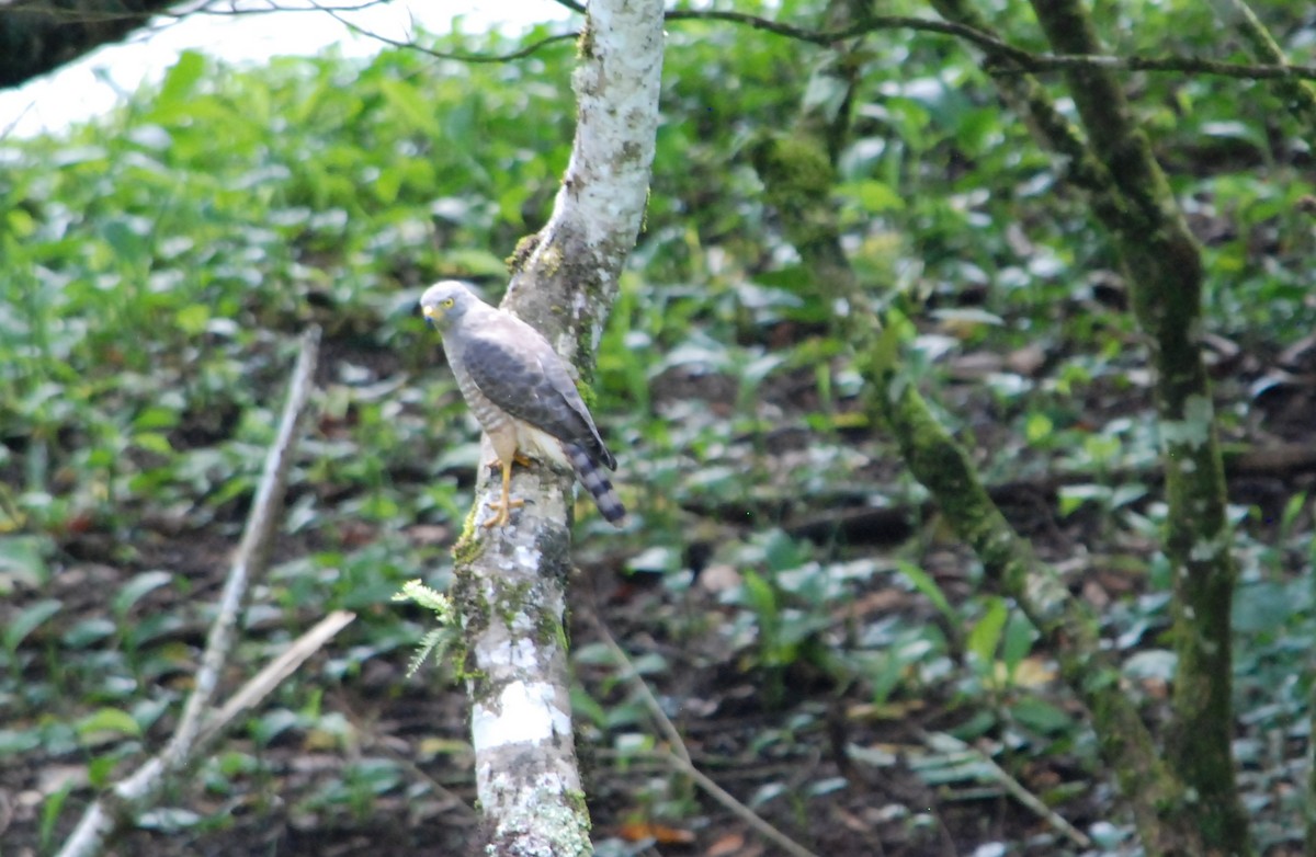 Roadside Hawk - ML622158847