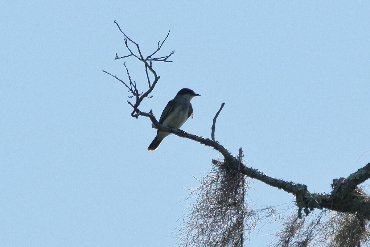 Eastern Kingbird - ML622158848