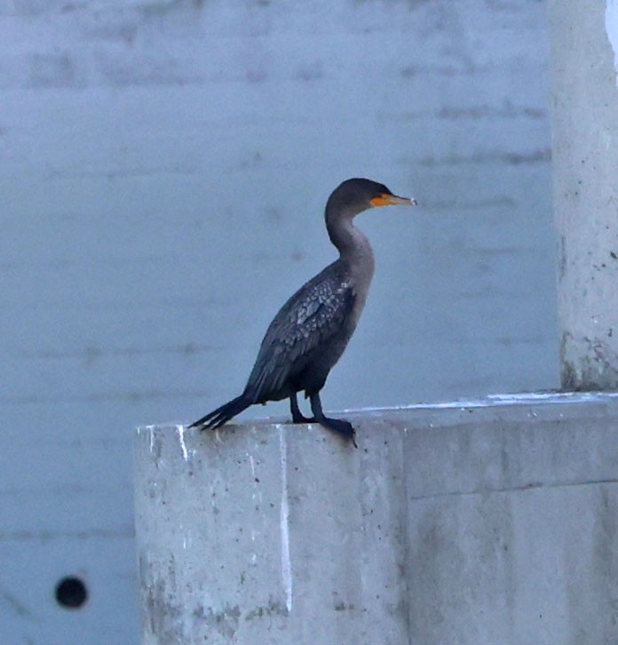 Double-crested Cormorant - ML622158849