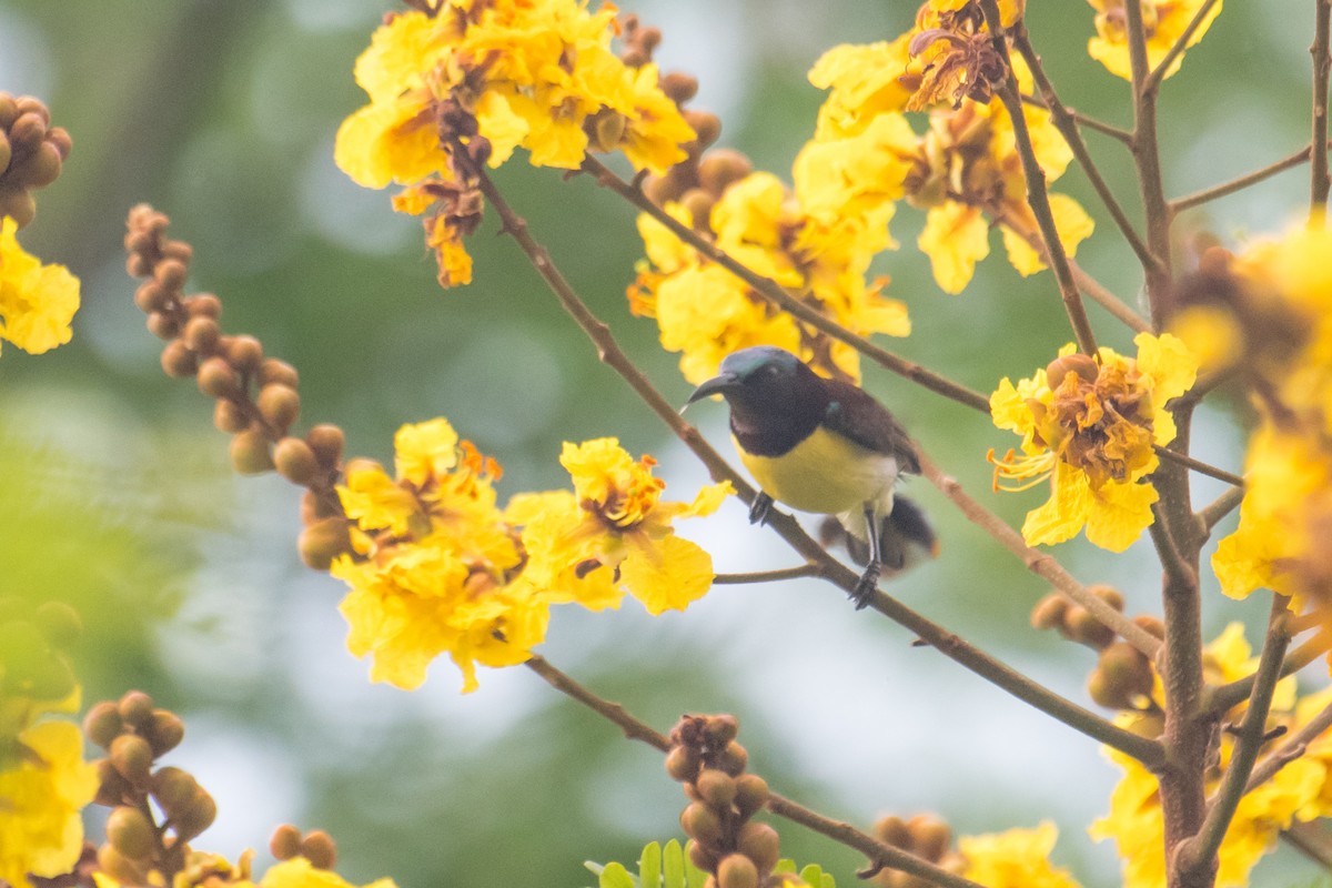 Purple-rumped Sunbird - ML622158853