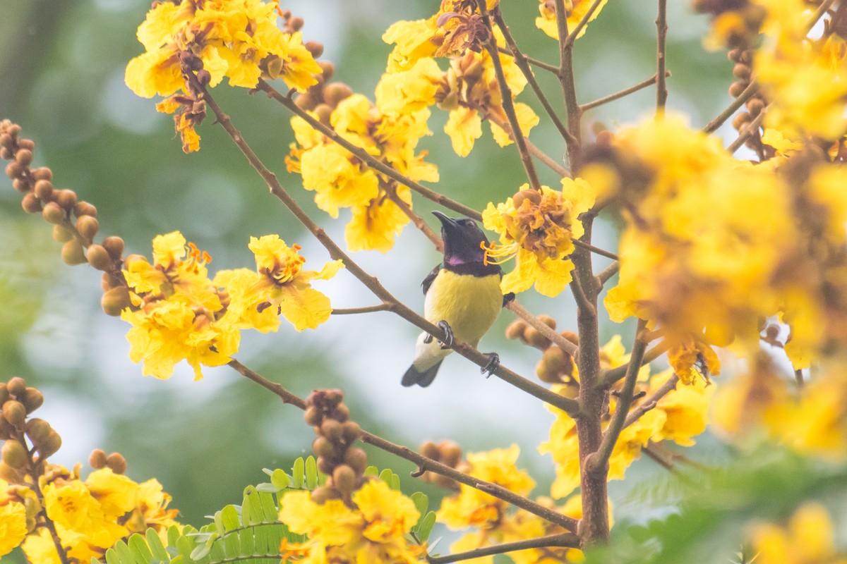 Purple-rumped Sunbird - ML622158854