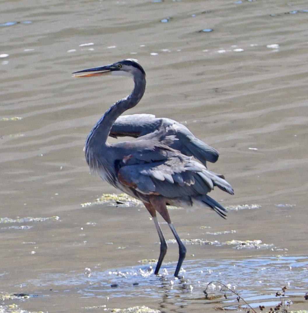 Great Blue Heron - ML622158857