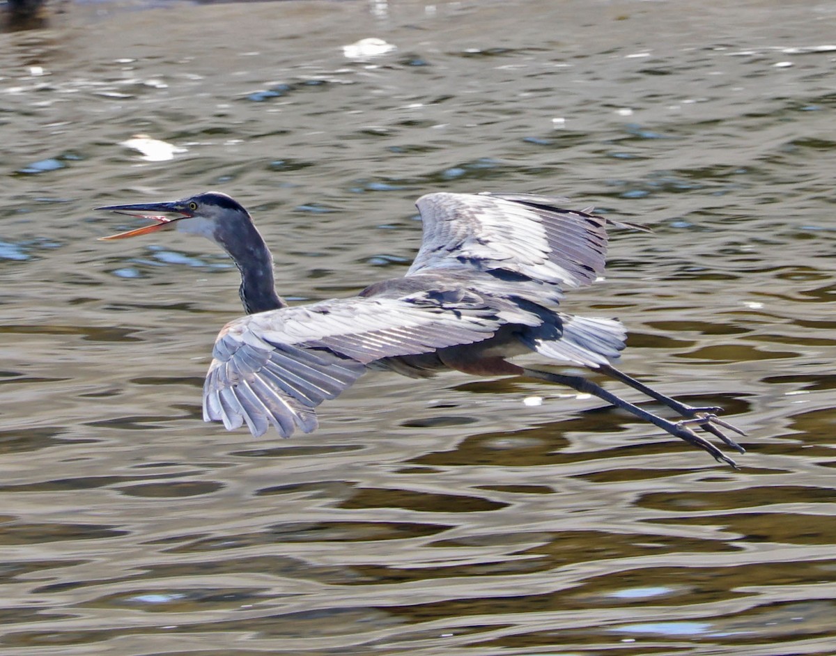 Great Blue Heron - ML622158858