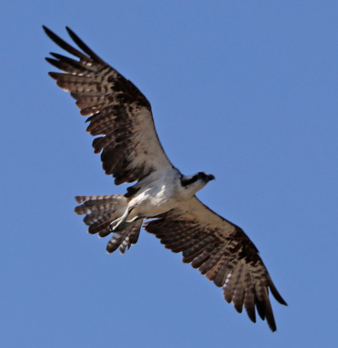 Águila Pescadora - ML622158863