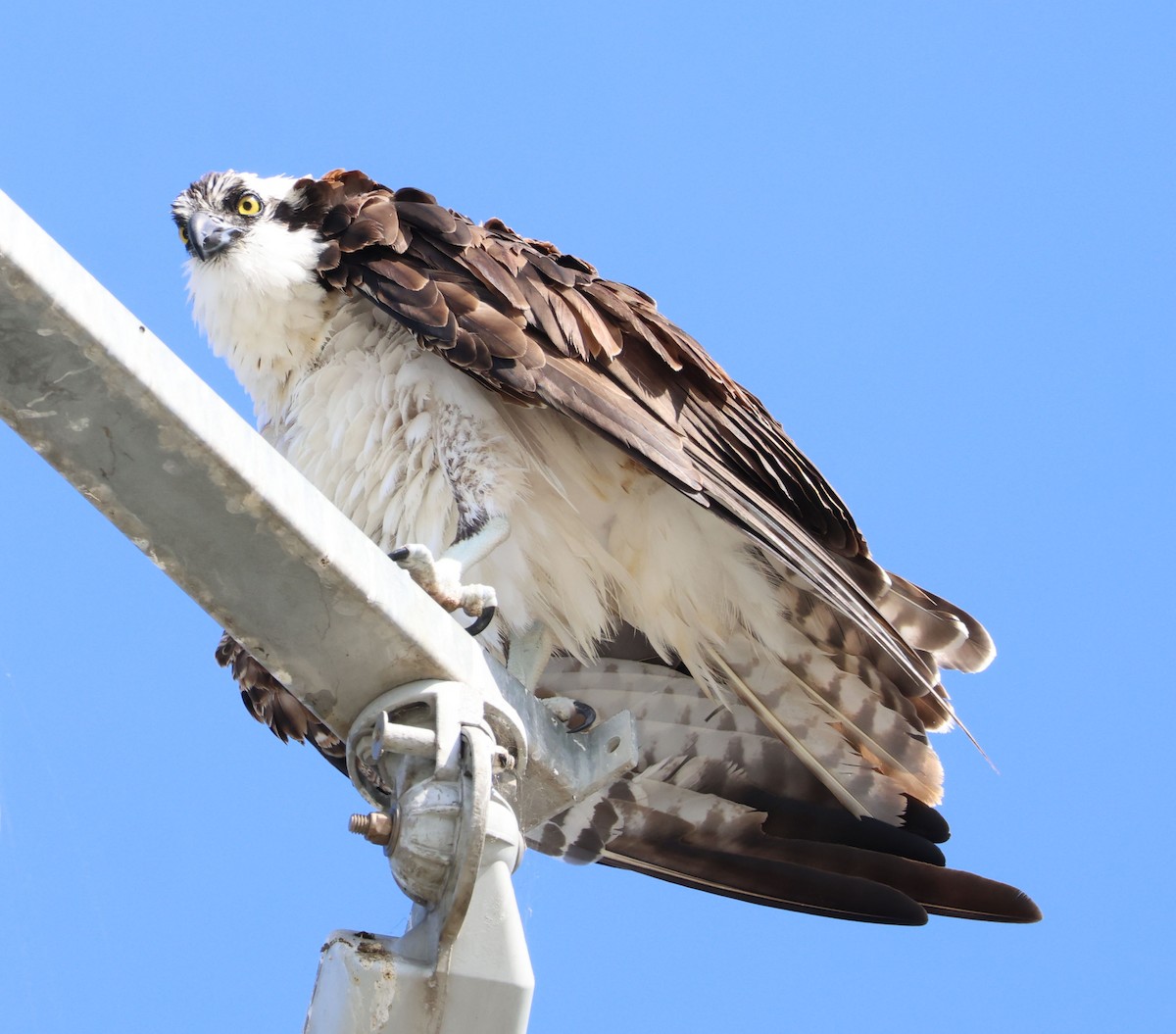 Águila Pescadora - ML622158864