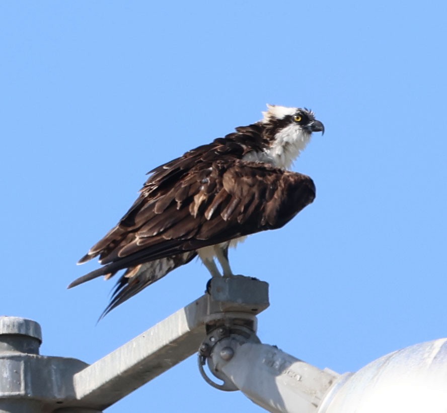 Águila Pescadora - ML622158865