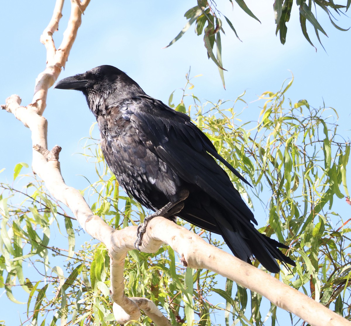 Common Raven - ML622158869