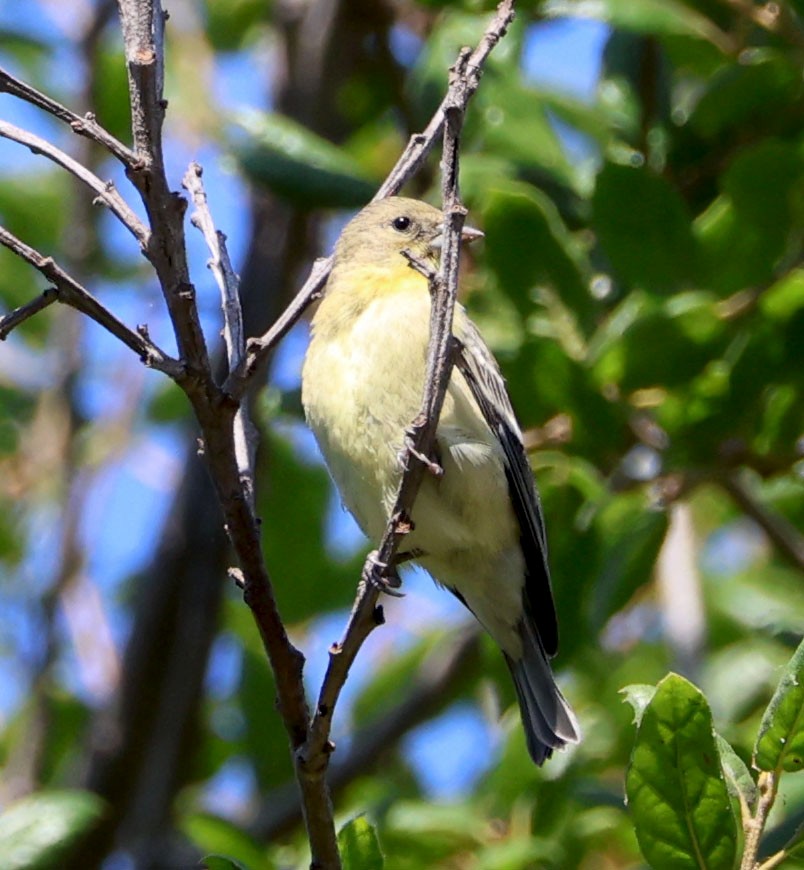 Piranga Carirroja - ML622158889