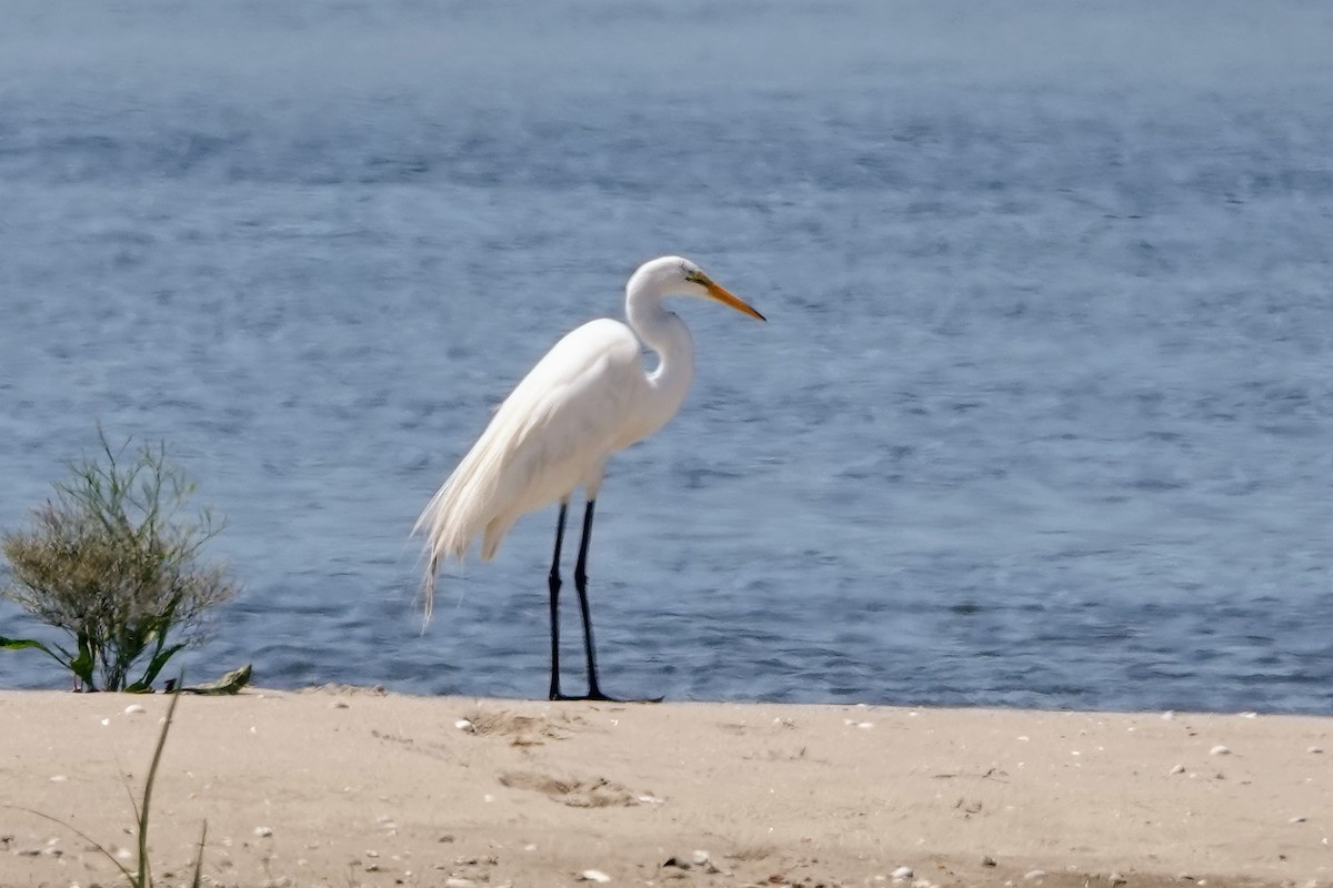 Great Egret - ML622158893