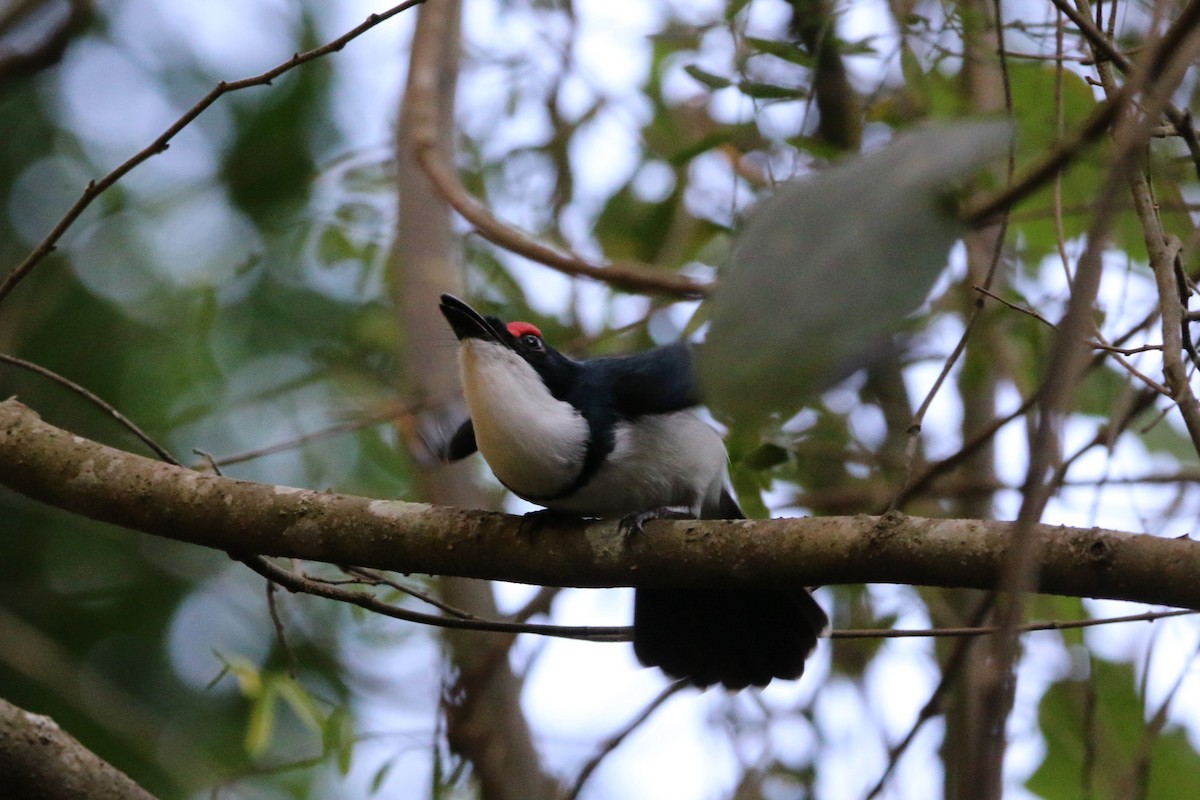 Black-throated Wattle-eye - ML622158912