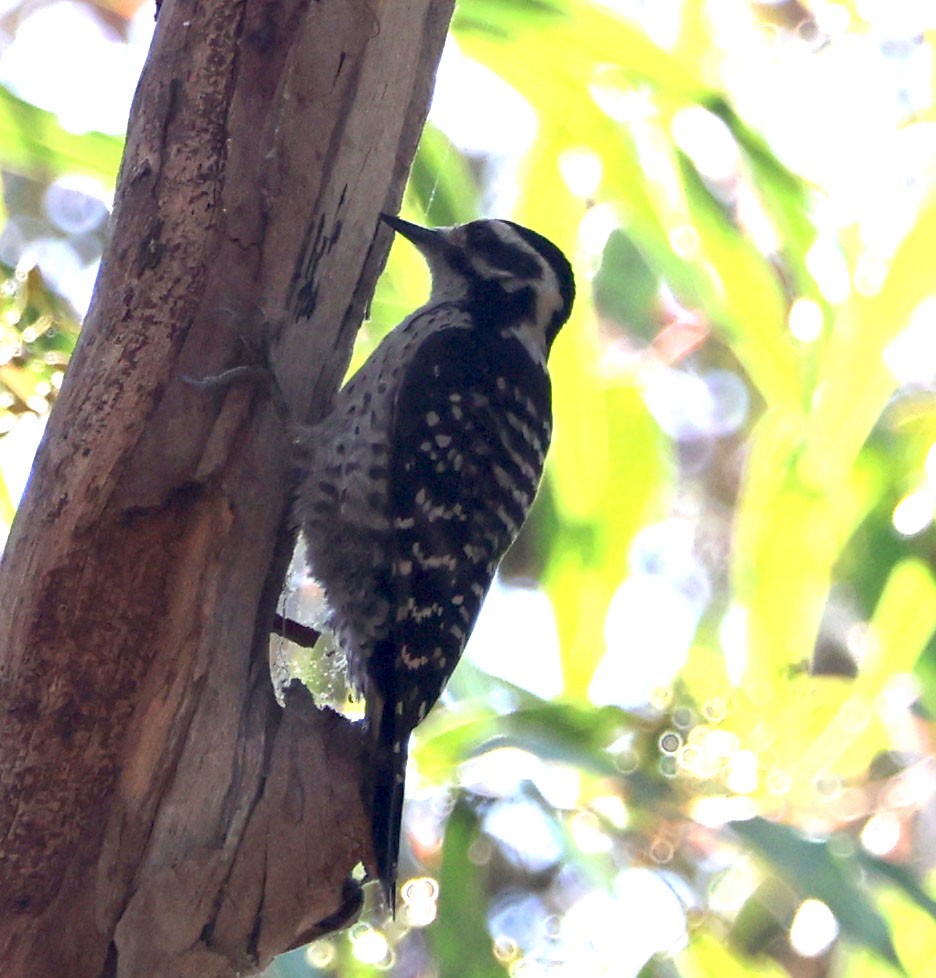 Nuttall's Woodpecker - Diane Etchison