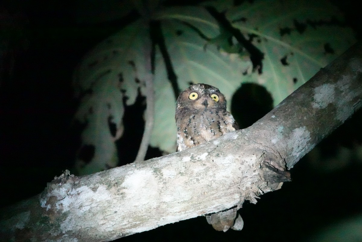 Sulawesi Scops-Owl - ML622158966