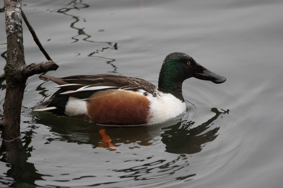 Northern Shoveler - Yoon Lee