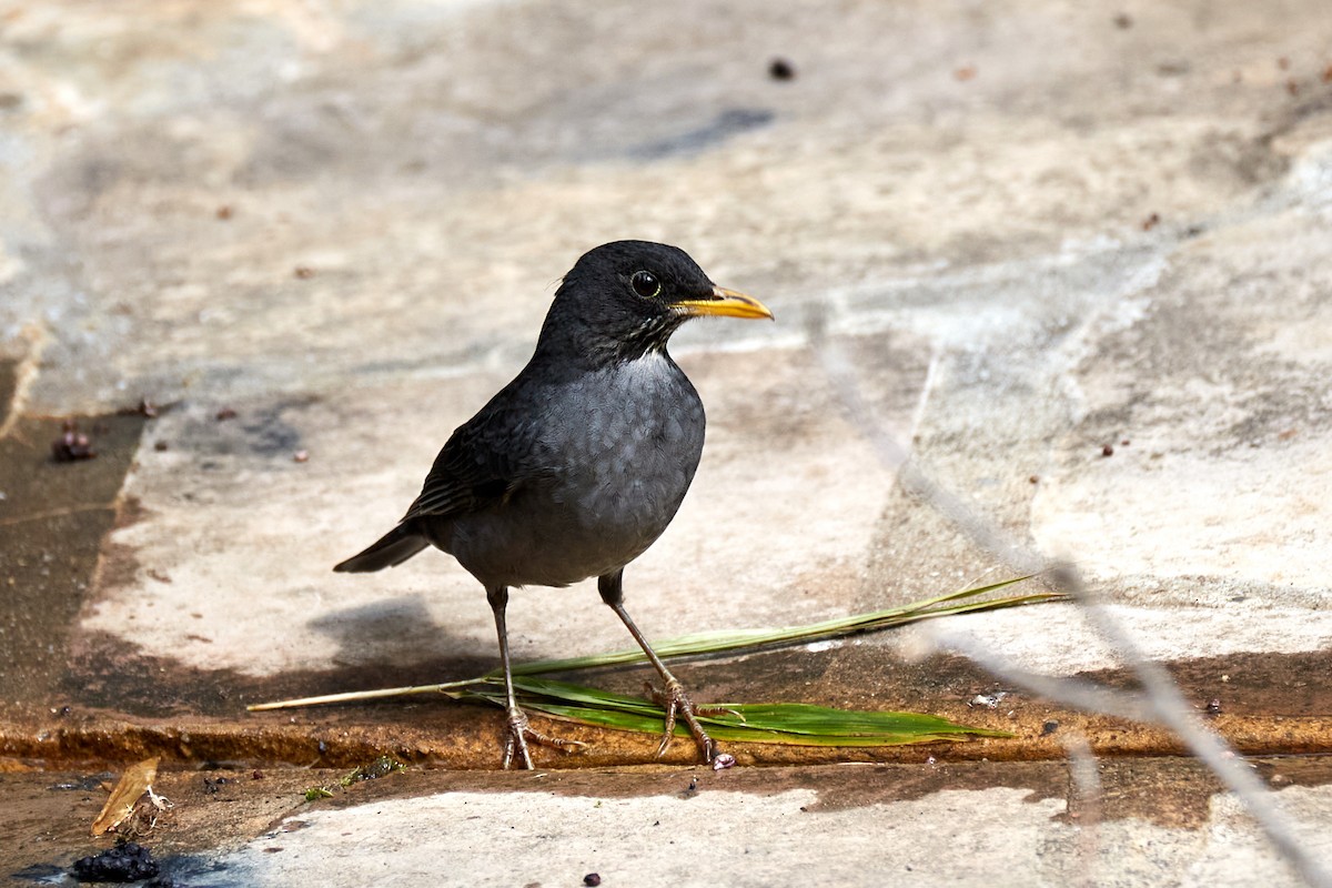 Andean Slaty Thrush - ML622158990