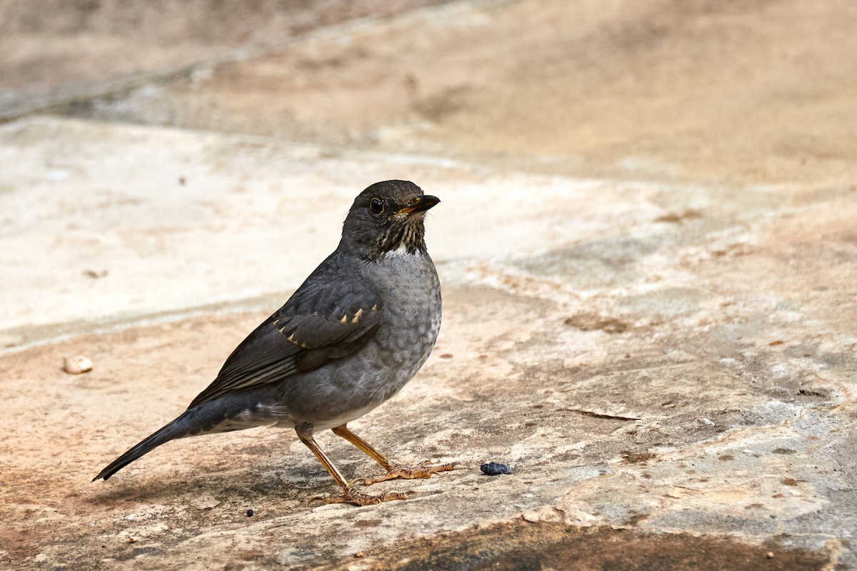 Andean Slaty Thrush - ML622159020