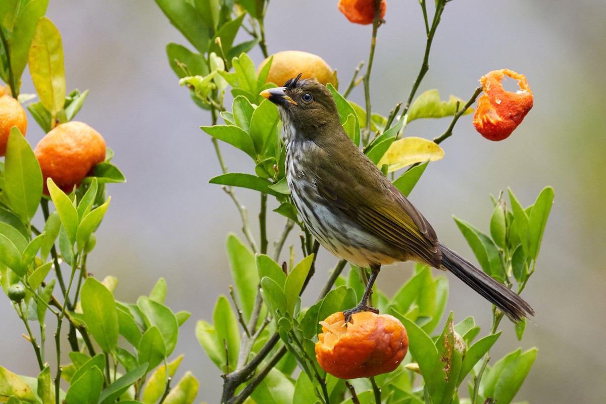 Streaked Saltator - ML622159040