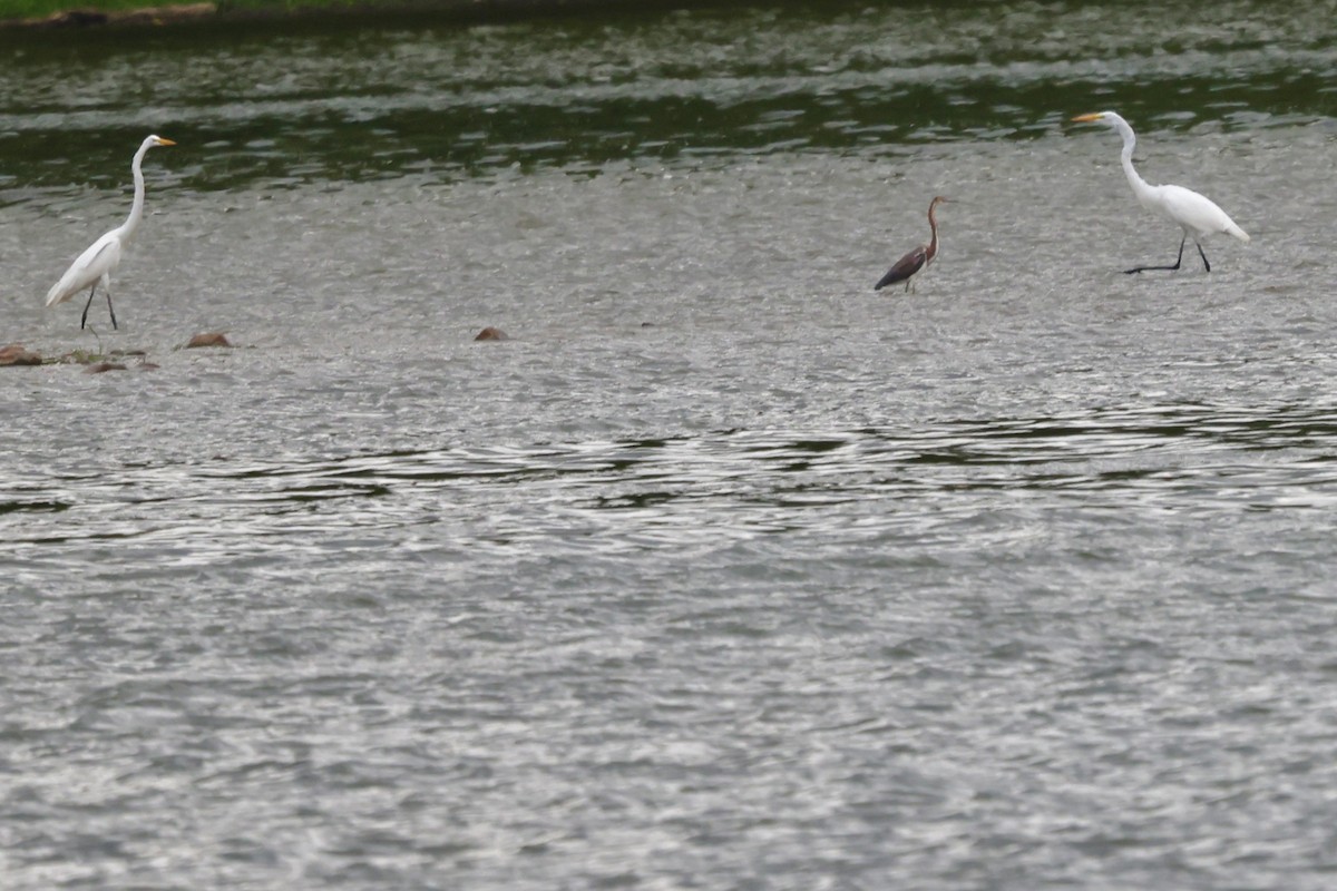 Tricolored Heron - ML622159066