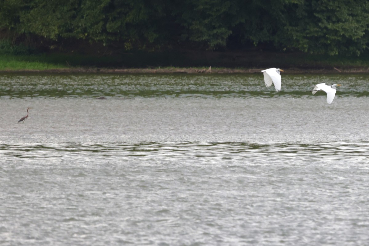 Tricolored Heron - ML622159075