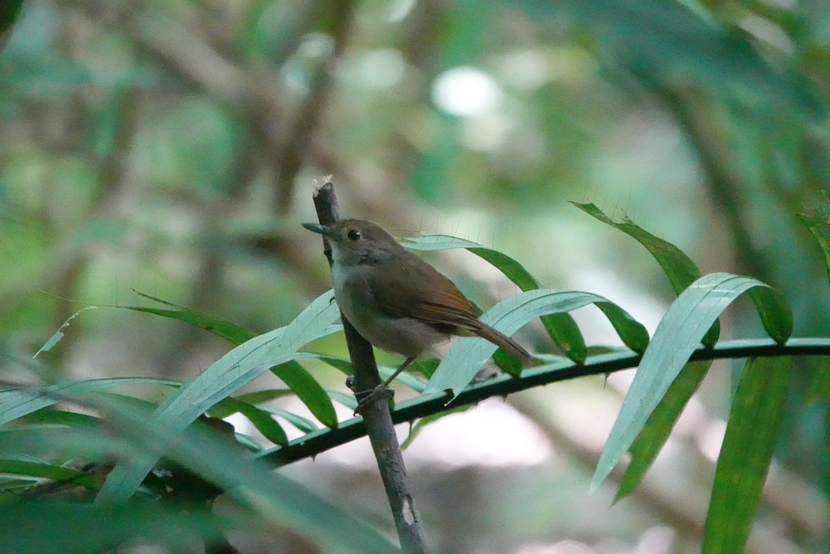 Sulawesi Babbler - ML622159082