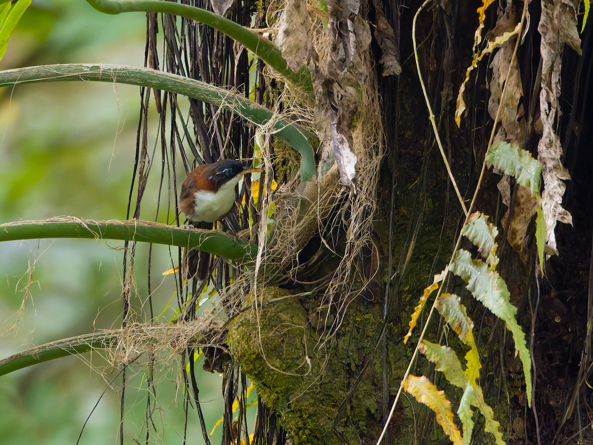 Javan Scimitar-Babbler - ML622159121