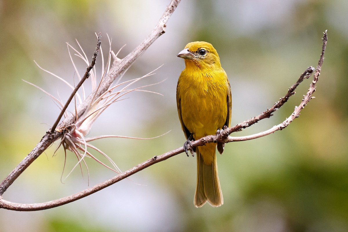 Hepatic Tanager - ML622159159