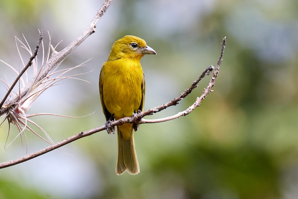 Hepatic Tanager - ML622159160