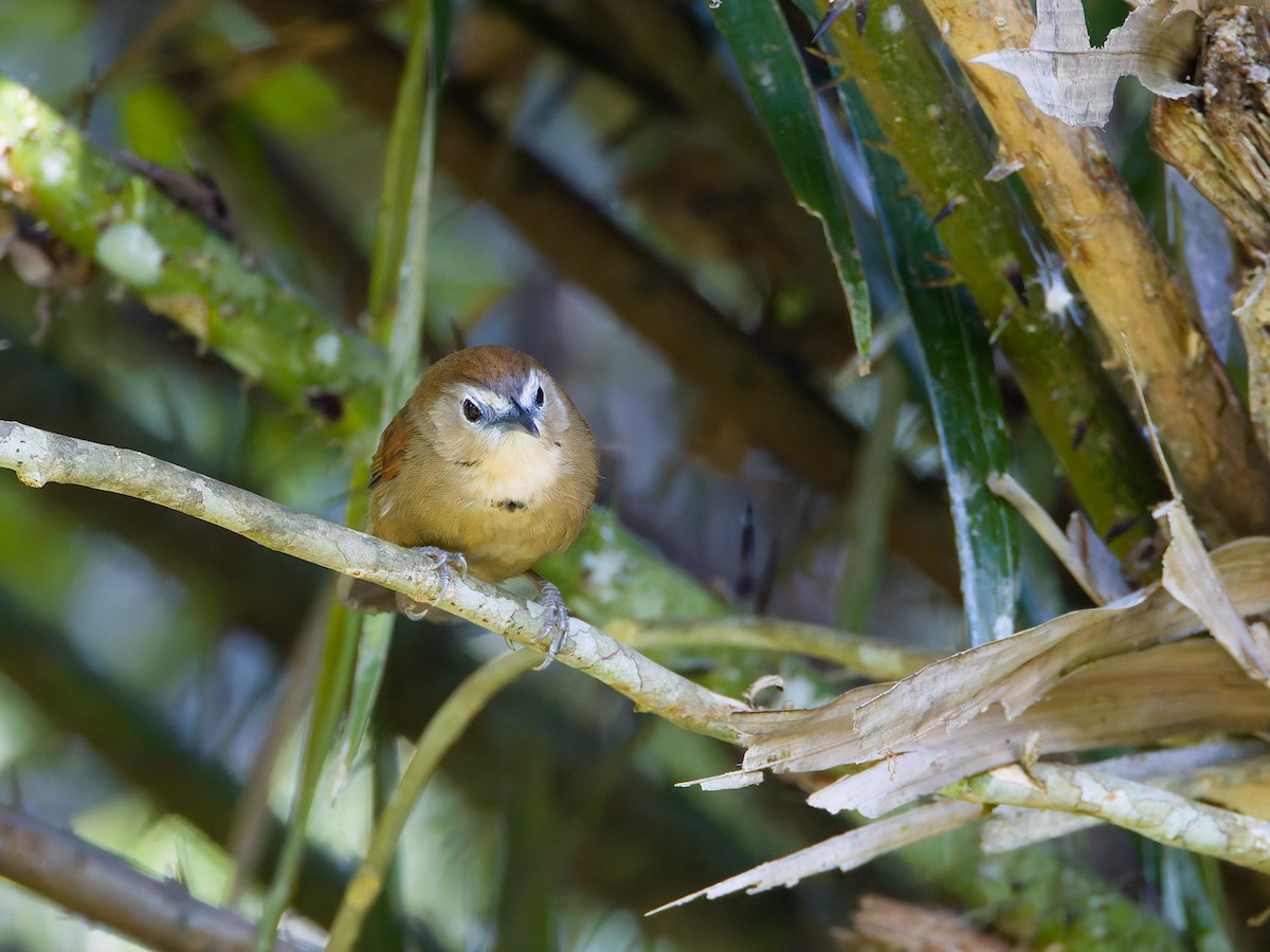 Crescent-chested Babbler - ML622159165