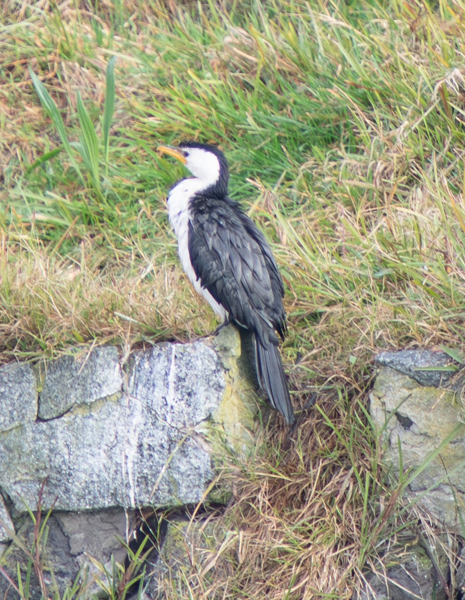 Little Pied Cormorant - ML622159197