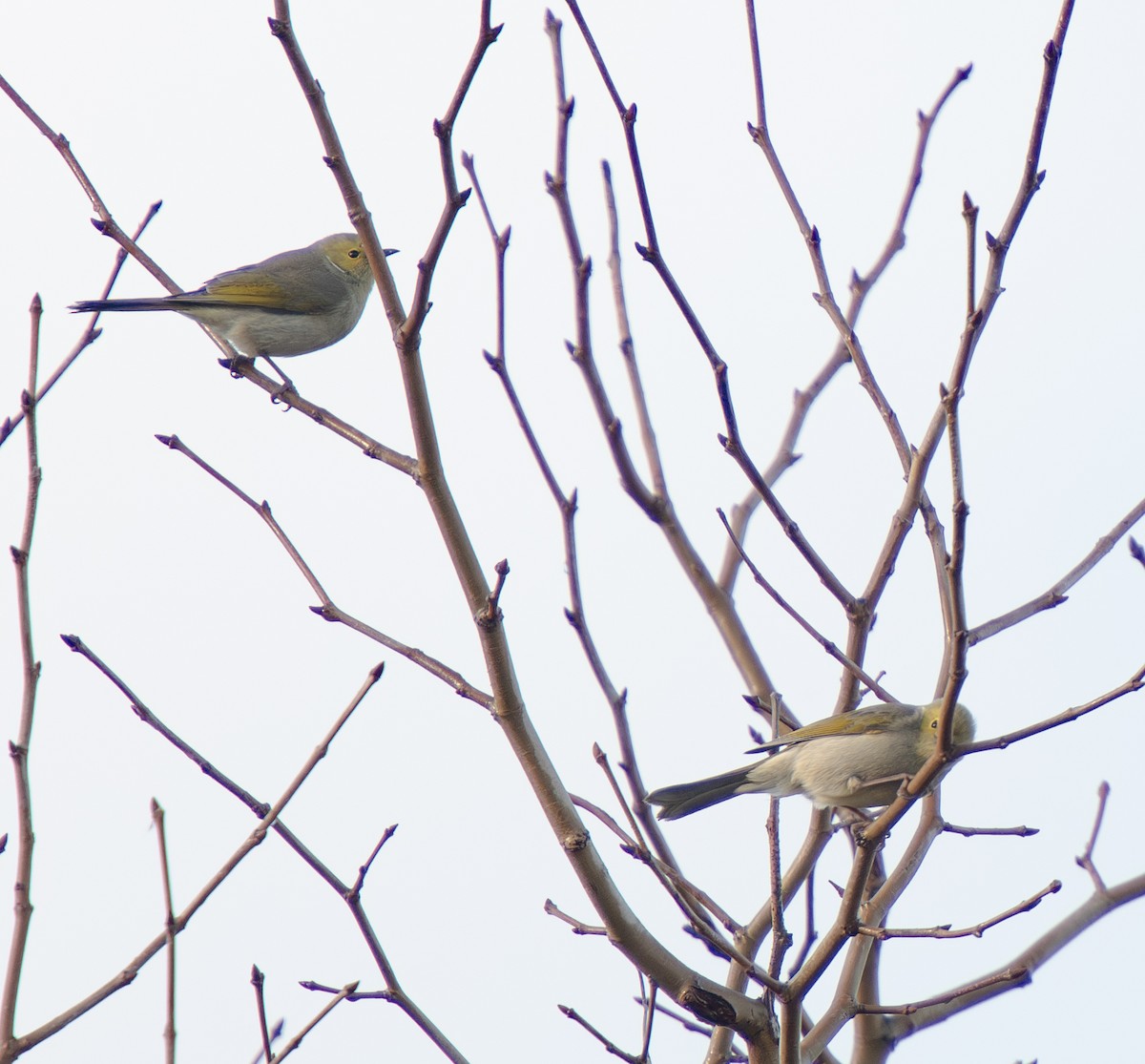 White-plumed Honeyeater - Tania Splawa-Neyman