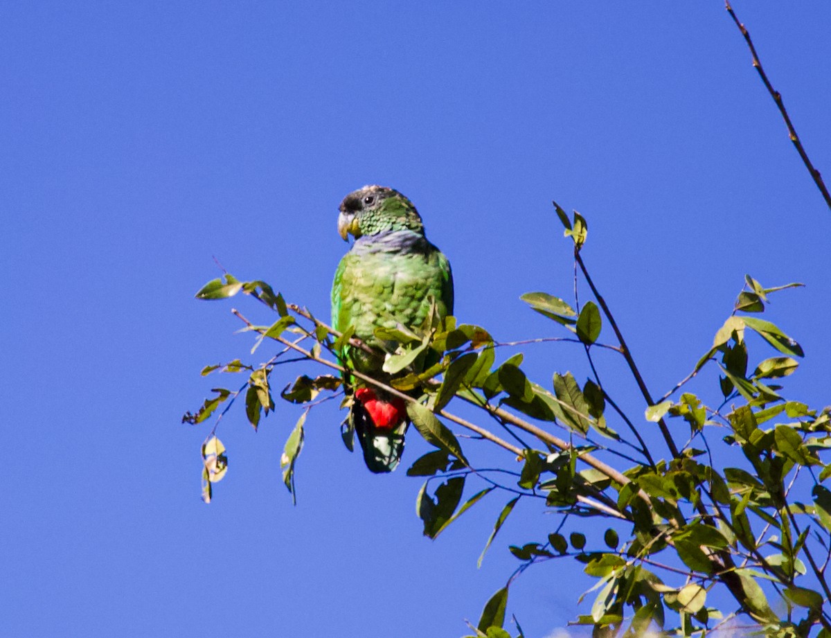 Scaly-headed Parrot - ML622159201