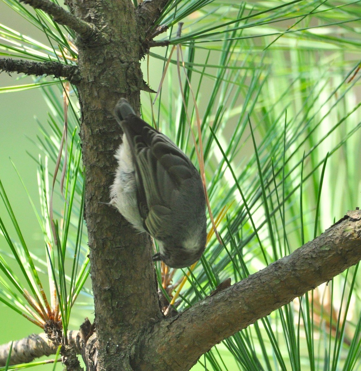 Brown-headed Nuthatch - ML622159202