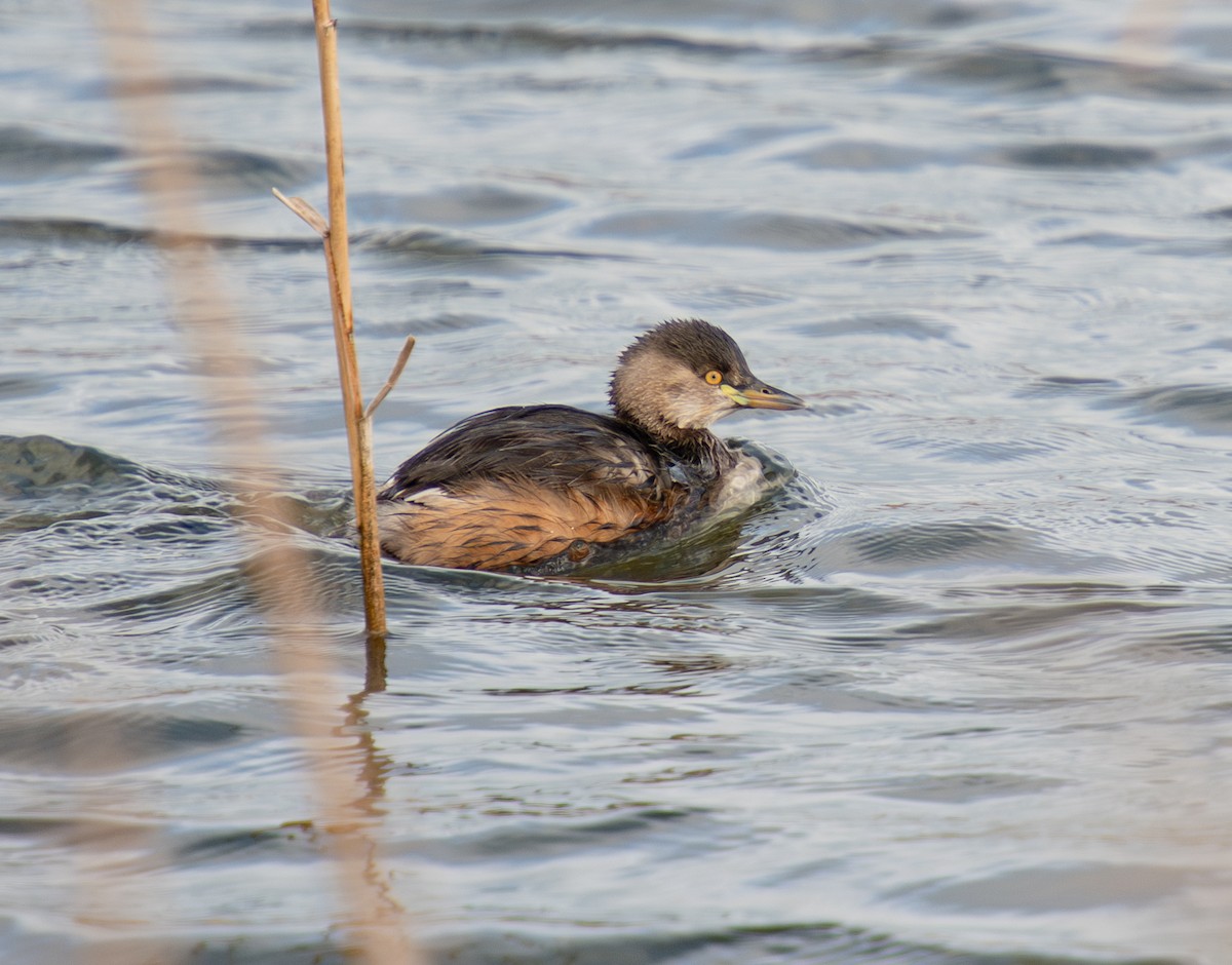 Australasian Grebe - ML622159203