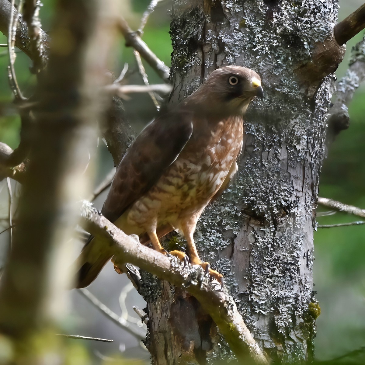 Broad-winged Hawk - Jennifer Halter