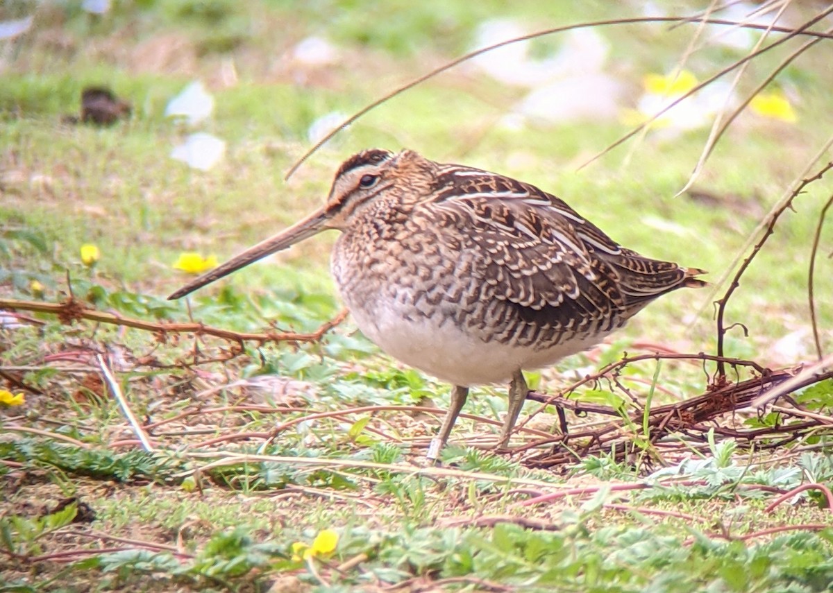 Common Snipe - ML622159205