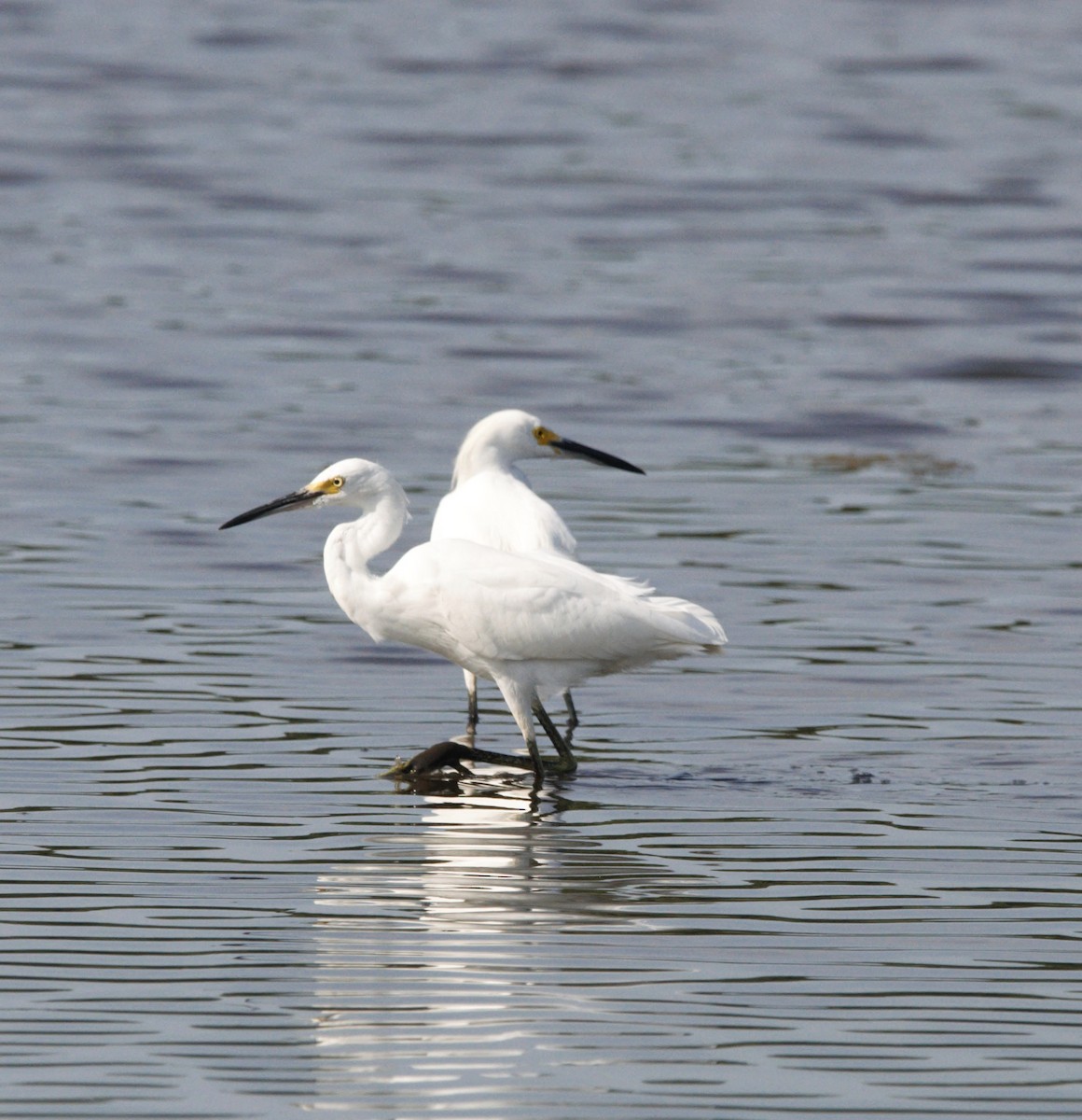 Snowy Egret - ML622159206