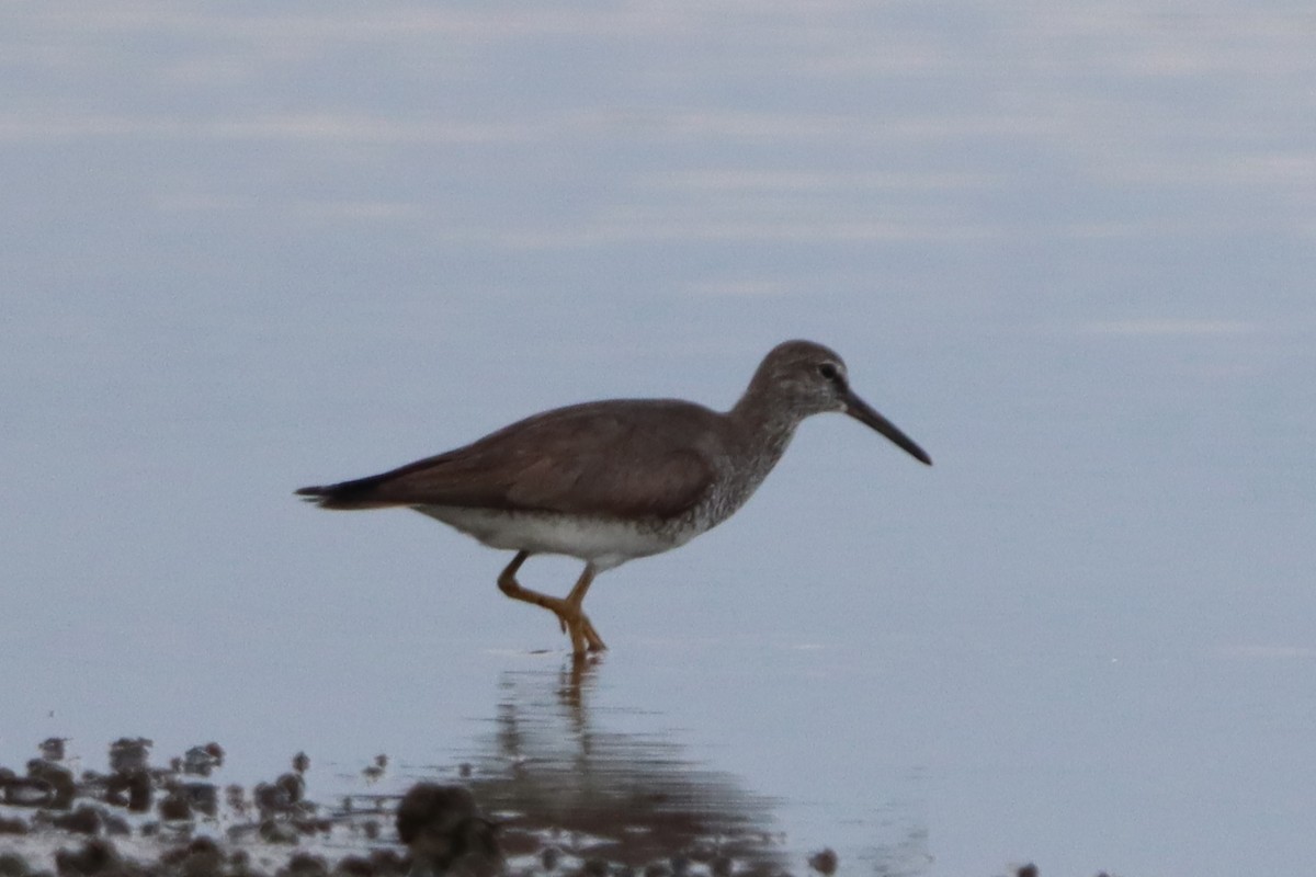 Gray-tailed Tattler - ML622159207