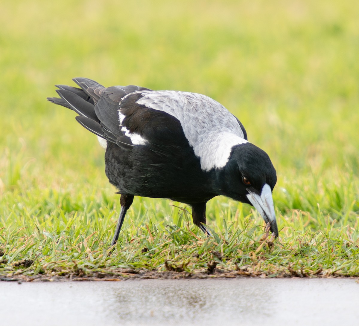 Australian Magpie - ML622159208