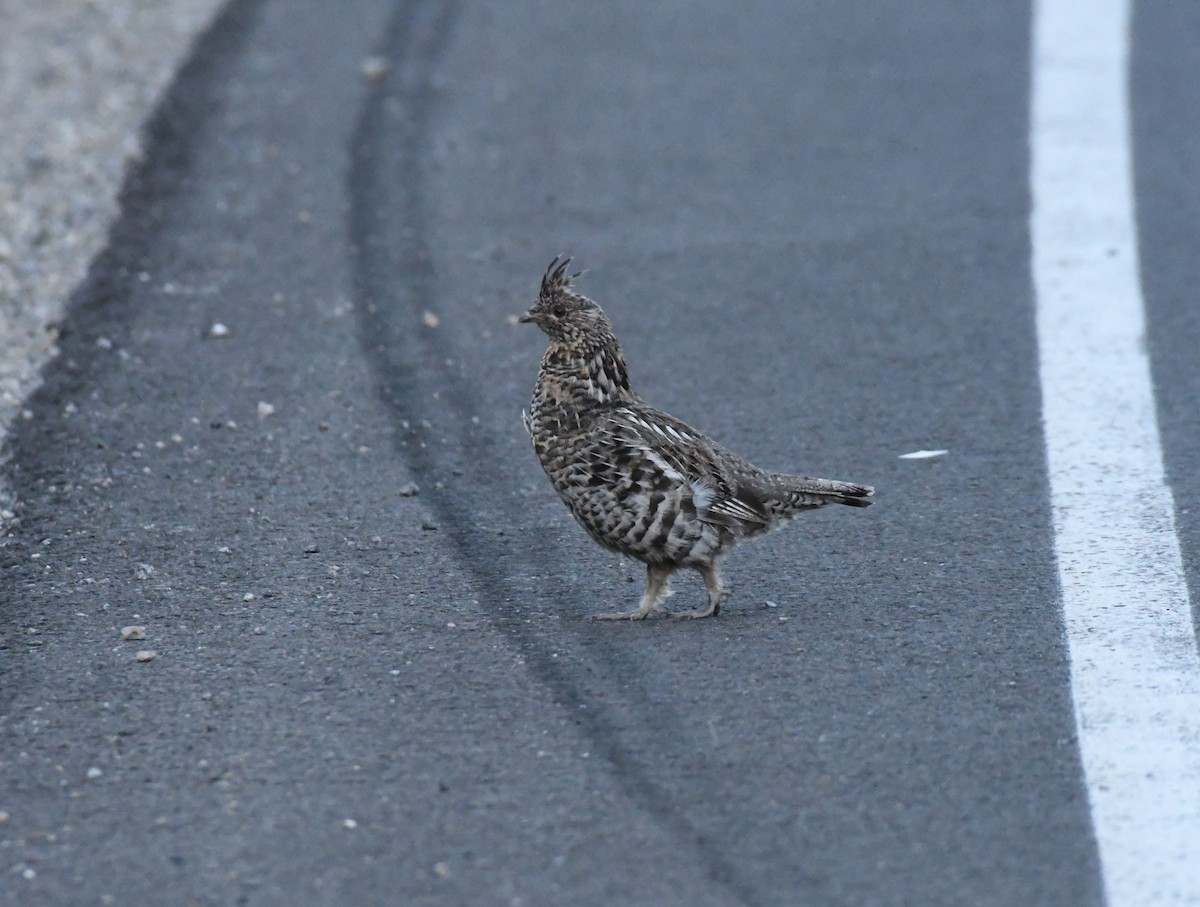 Ruffed Grouse - ML622159209