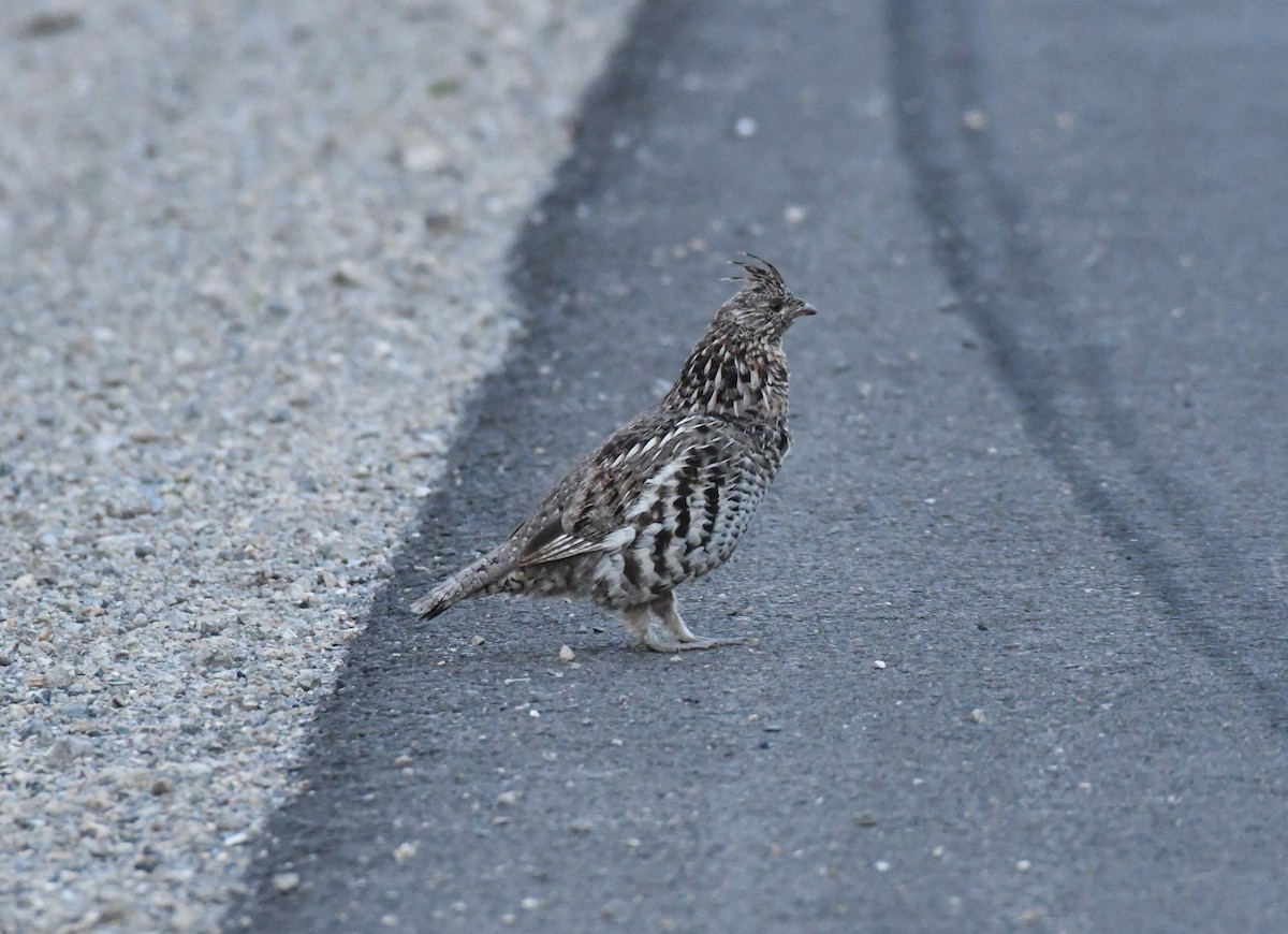 Ruffed Grouse - ML622159210