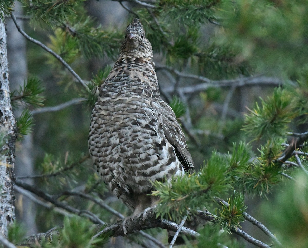 Ruffed Grouse - ML622159211