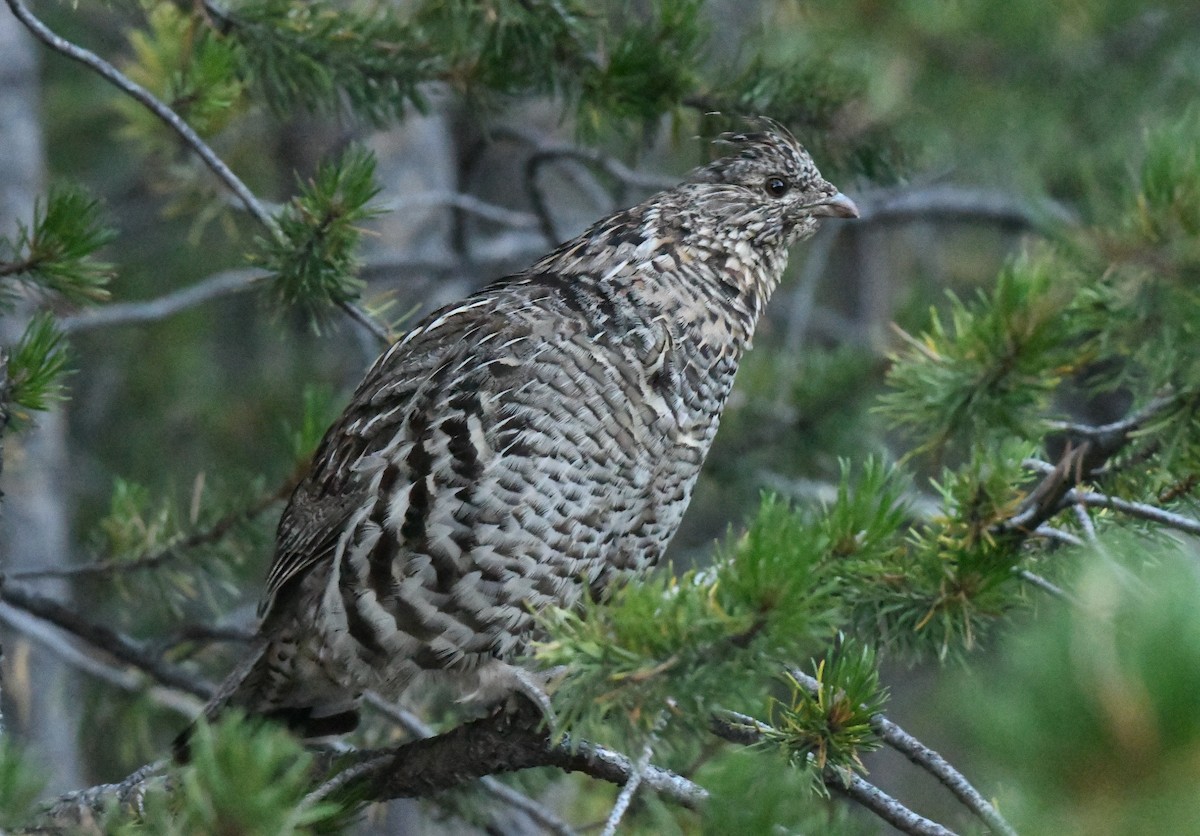 Ruffed Grouse - ML622159212