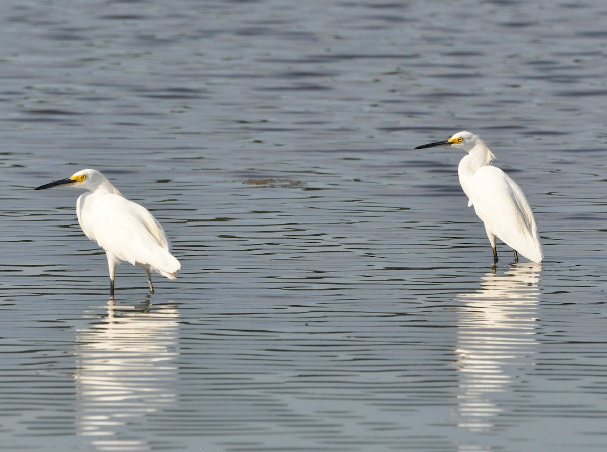 Snowy Egret - ML622159213