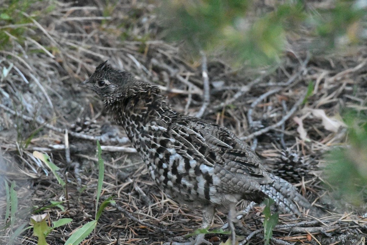 Ruffed Grouse - ML622159215