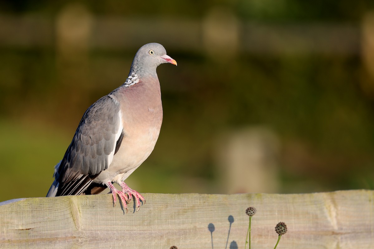 Common Wood-Pigeon - ML622159216