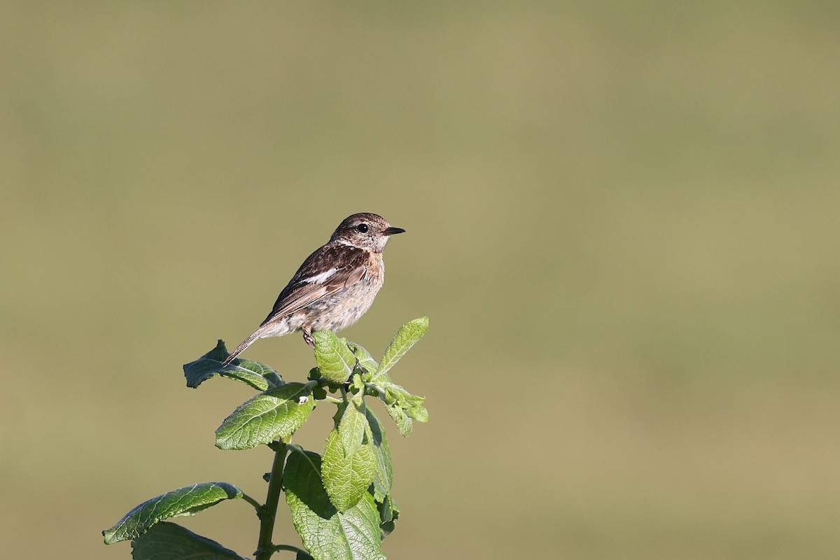 European Stonechat - ML622159217