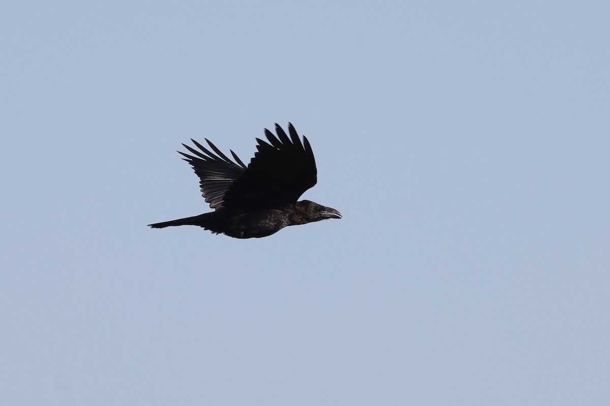 Common Raven - ML622159219